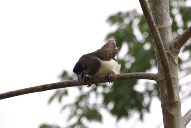  birdwatching